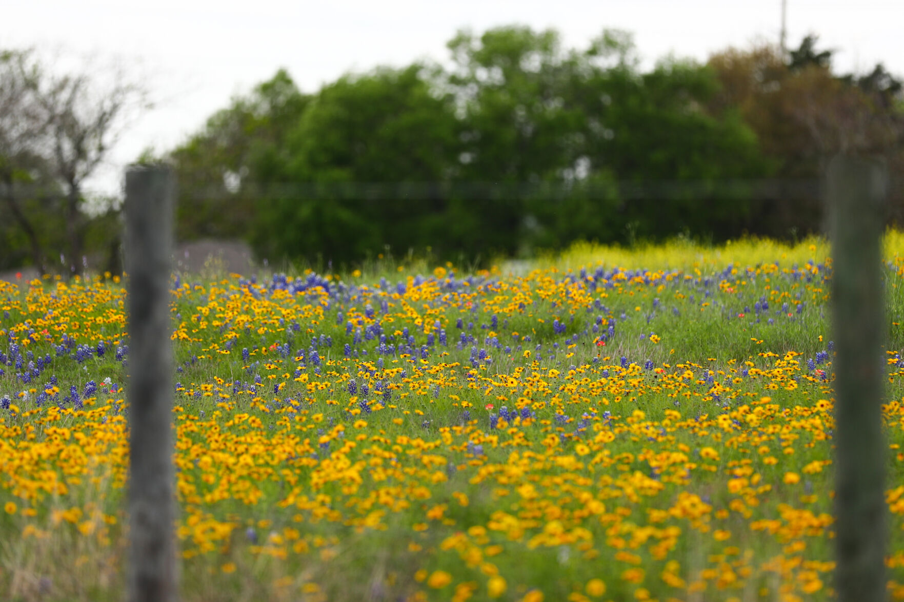 Brazos Valley Wildflowers